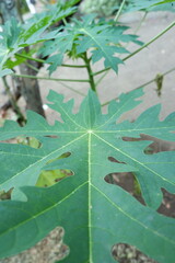 High-Resolution Fresh Green Papaya Leaf Texture. Close-Up Detailed Macro Shot with Vibrant Colors. Photography of Fresh Green Papaya Leaf Background