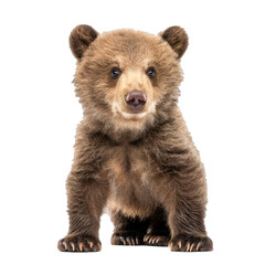 Fototapeta premium Brown bear cub standing on white background looking forward