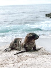 Naklejka premium Baby sea lion on the beach