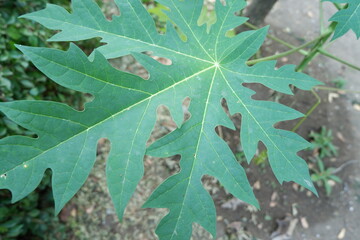 High-Resolution Fresh Green Papaya Leaf Texture. Close-Up Detailed Macro Shot with Vibrant Colors. Photography of Fresh Green Papaya Leaf Background
