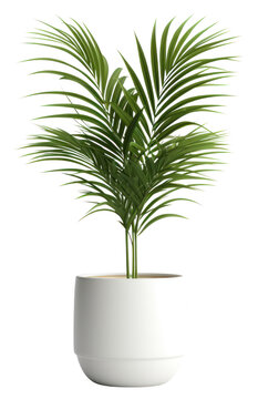 Nordic Plant Images  Browse 143,728 Stock Photos, Vectors, and Video |  Adobe Stock