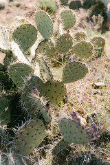 Sunlit Prickly Pear Cactus in Desert Landscape