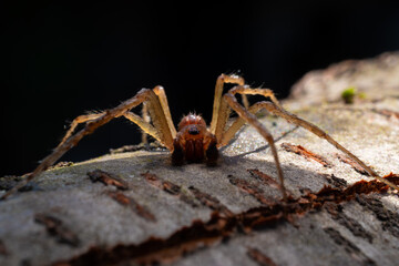wolf spider on a wooden background