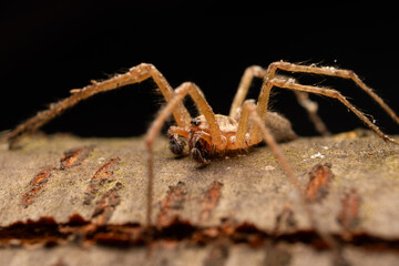 spider on the ground
