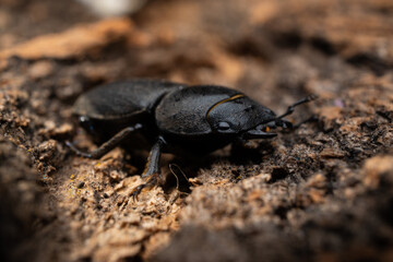 beetle on wood