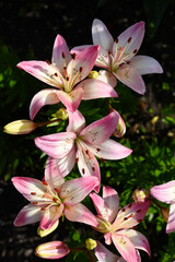 Light red lilies in the summer garden. Beautiful lily flowers.