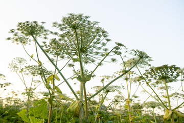 Poisonous hogweed thickets in the field large umbrellas against the sky
