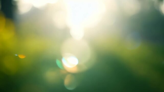 Park bokeh with sunlight filtering through the trees and a serene setting.