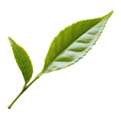 Single Green Leaf on a White Transparent Background PNG