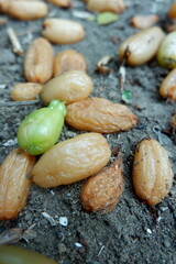Rotten averrhoa bilimbi fruits on ground. Plantae, Oxalidaceae, Averrhoa, Oxalidales. Many bilimbi...