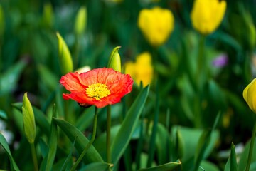 Obraz premium red poppy flower