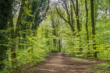 Woodland at Haigh Hall in Wigan