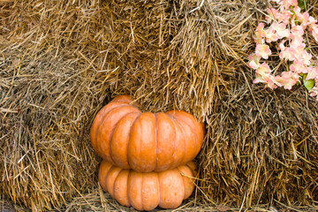 Autumn pumpkin harvest, autumn still life. Pumpkins in yellow foliage