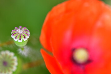 Macro photography of red poppy flower