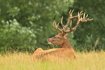 Red deer new antlers wildlife Cervus elaphus fawn western red deer male European graze in meadow nice eyes fur forest in mountains, widespread hunting animal care, hunted Europe