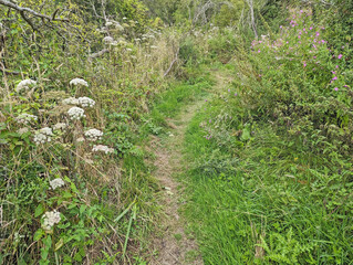 A footpath through wild flowers and green overgrown hedgerows in England