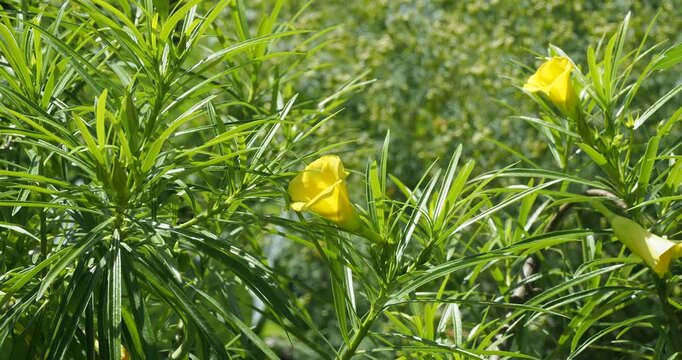 Thevetia peruviana | Yellow oleander shrub or Be-Still tree with a mound of narrow linear glossy green leaves on silver-gray stems bearing terminal clusters of tubular yellow flowers, twisted petals
