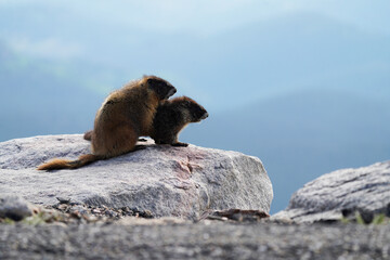 Yellow-bellied Marmot Couple