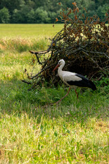 A stork walks across a field in search of food.