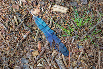 Bluejay feather on the ground
