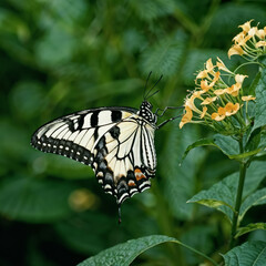 Obraz premium Beautiful butterfly on flowers