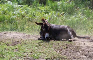 Esel beim Staubbad in der Wahner Heide im Rheinland.
