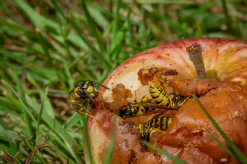Wasp on rotten apple in green grass in summer hot day