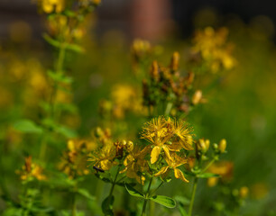 Hypericum perforatum yellow flower blossom in green grass in summer day