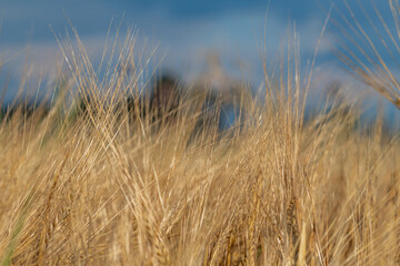 Summer hot sunny evening with golden grain and blue sky