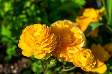 yellow Ranunculus in the garden