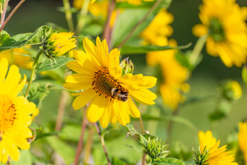 Sonnenblume mit Biene