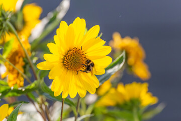 Sonnenblume mit Biene
