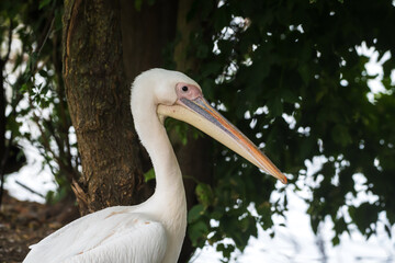 Close-up side view portrait of Pelecanus onocrotalus (great white pelican or rosy pelican) standing on lake coast. Dark tree background. Soft focus. Bird watching. Beautiful animals theme.
