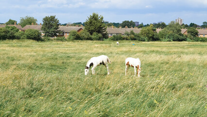 Horses in the field, England: picturesque countryside scenes with grazing equines.