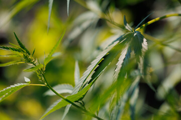 Leaf bush marijuana cannabis on blurred background with nature light