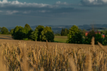 Summer hot sunny evening with golden grain and blue sky