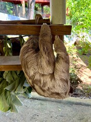 A sloth from a nature reserve in Honduras 🇭🇳  © Courtney