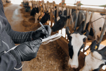 Farmer uses checklist to monitor health of cows, farm livestock industry. Vet doctor control milk...