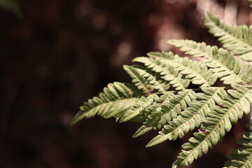 Fern in the forest, leaves close-up. Natural background. Green fern leaves in summer. Muted tones of photography. Damaged fern leaves