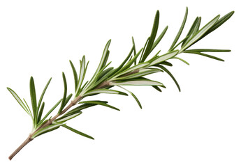 Naklejka premium PNG A rosemary branch plant herbs white background.