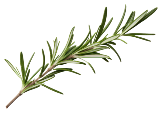 PNG A rosemary branch plant herbs white background.