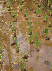 Exposure of rice paddy fields on a rice farm with palm trees and Buffaloes in Langkawi, Malaysia