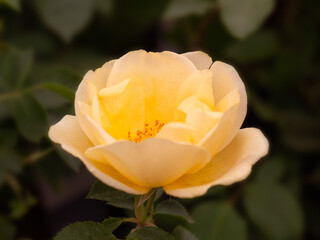Closeup of single flower of Rosa 'Gardeners' Gold'