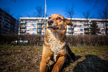 dog