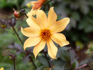 Closeup of single flower of Dahlia 'Bishop of York'