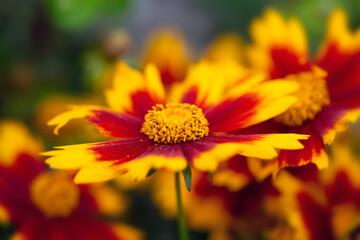 Closeup of flowers of Coreopsis 'UpTick Gold and Bronze'