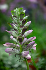 Fototapeta premium Closeup of flowers of bear's breech (Acanthus mollis)