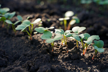 row of young radishes in the garden. selective focus with blur.. plant in the ground.