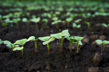 Beds for growing young red radish. Radish seedlings on the farm.  Theme of gardening, farming, bountiful harvest, organic products. Selective focus, background blur.