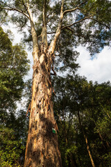 Fototapeta premium Trees in the archeological park in Apollonia, Albania